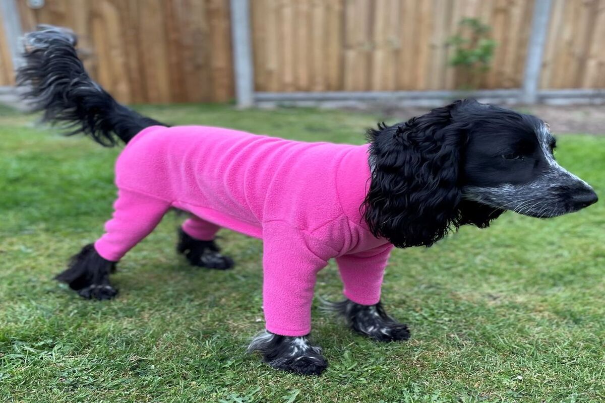 A Little Bit About Dog Coats With Legs